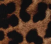 Leopard Black