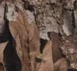 Realtree® Charlie Cardholder - Realtree APX™ Camo